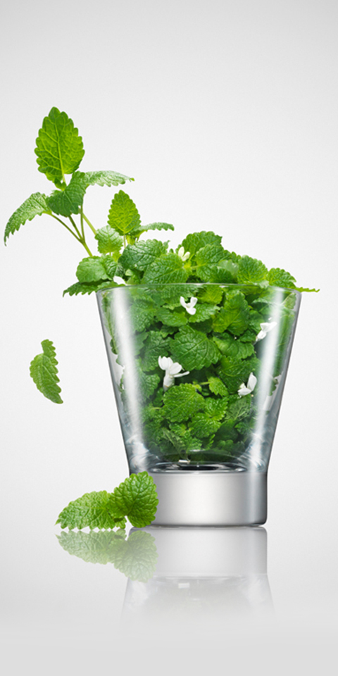 Natural Mint Extract